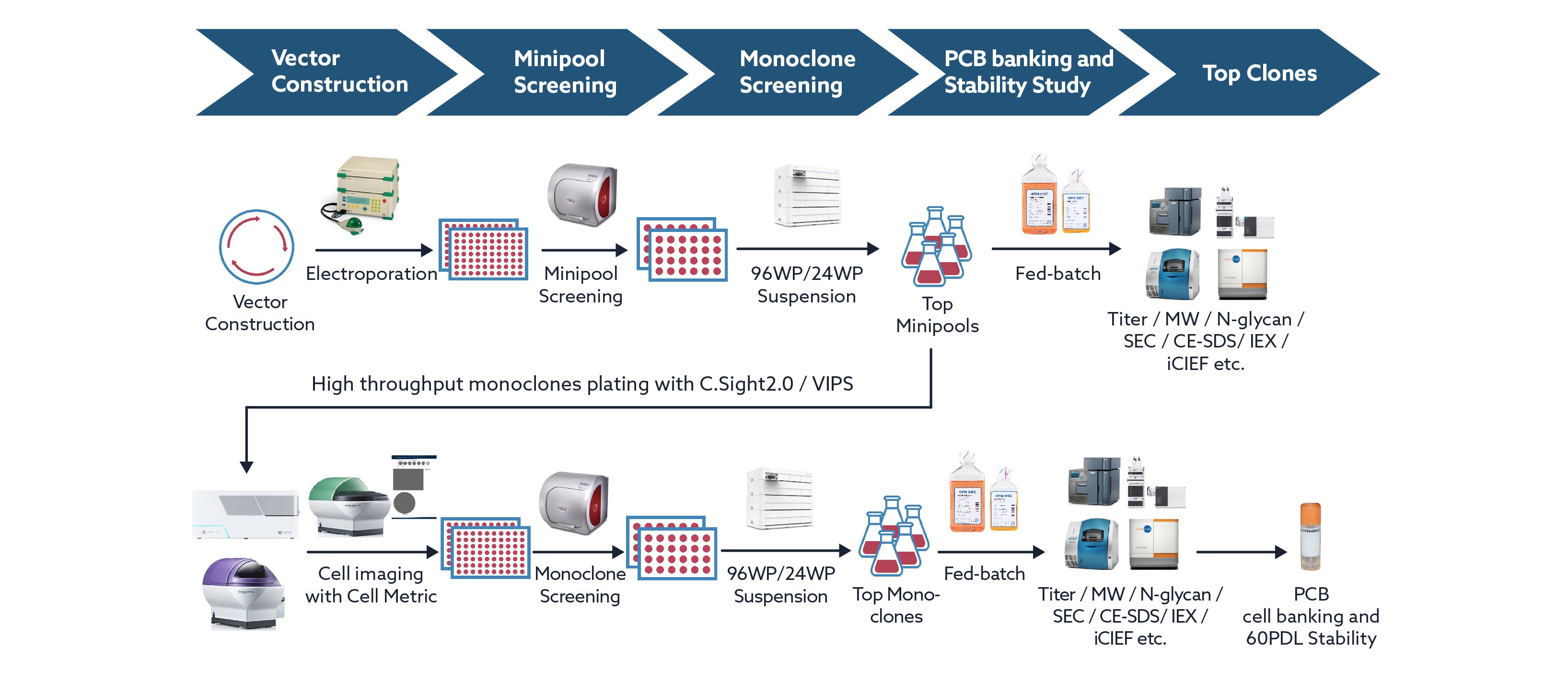 CDMO Services - Stable Cell Line Development
